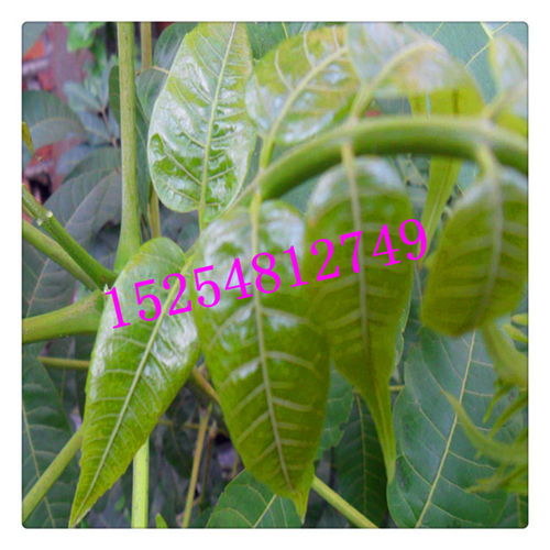 果树菜园起名怎么起名好