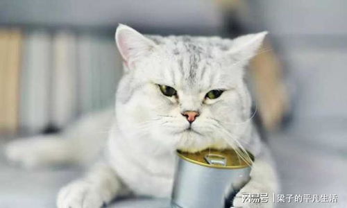 猫咪要起名吗怎么起名