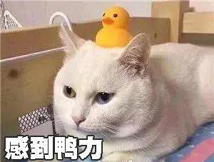猫咪起名辣椒怎么起名