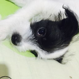 宠物起名大帝怎么起名