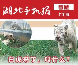 给动物起名怎么起名