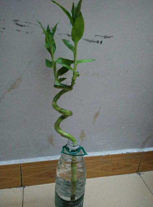 竹子起名好吗怎么起名