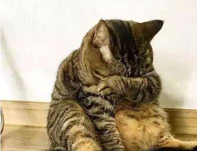 猫咪起名妹妹怎么起名
