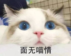 粤语起名猫咪怎么起名