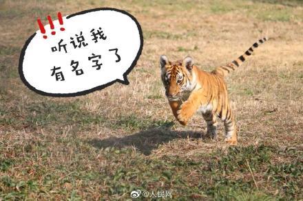 虎宝宝起名陈思沐怎么样