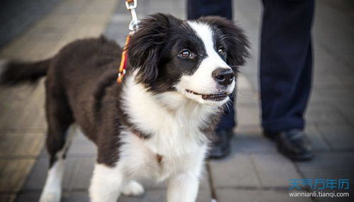 给牧羊犬起名字怎么起