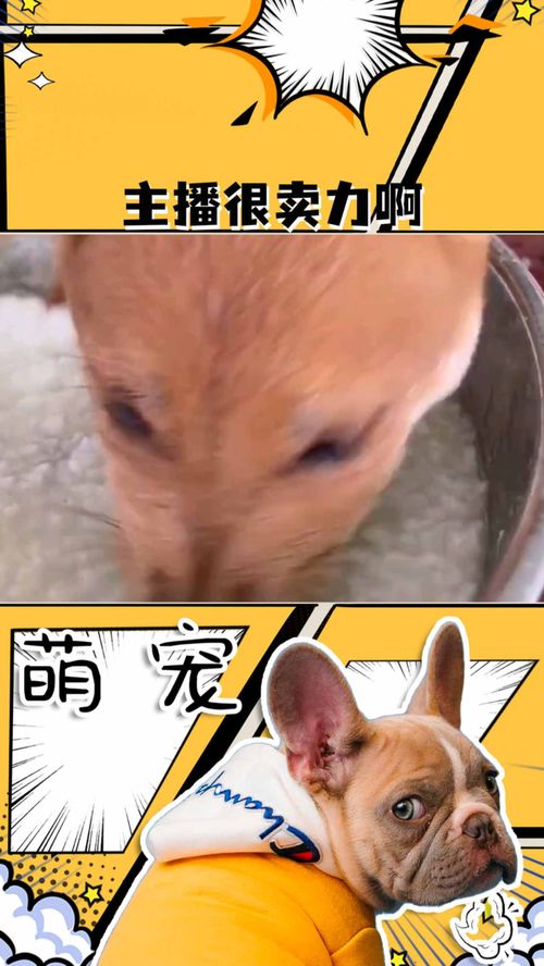 萌宠文章标题怎么起名字