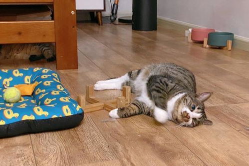 刚回家的猫猫怎么起名字