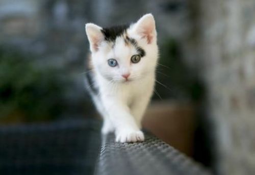 刚满月的猫怎么起名字