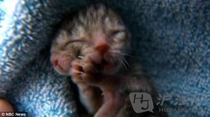 怎么给黑色的母猫起名字