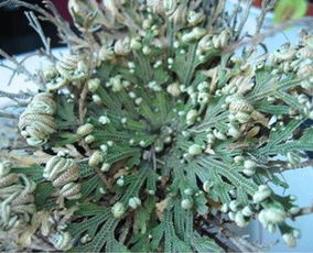 保护植物怎么起名字好听