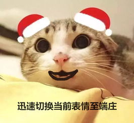 猫咪圣诞节到家怎么起名
