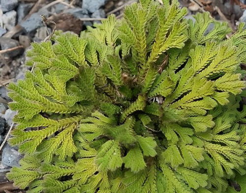 小草图片怎么起名