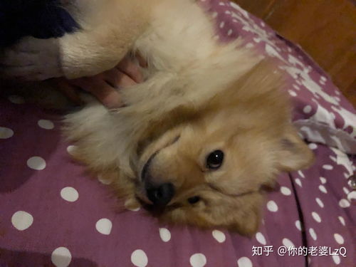 母小狗怎么起名子