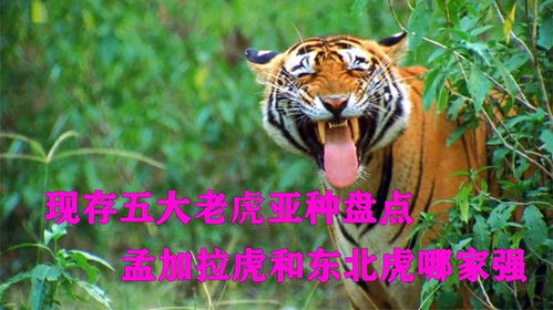 给老虎起名怎么发送