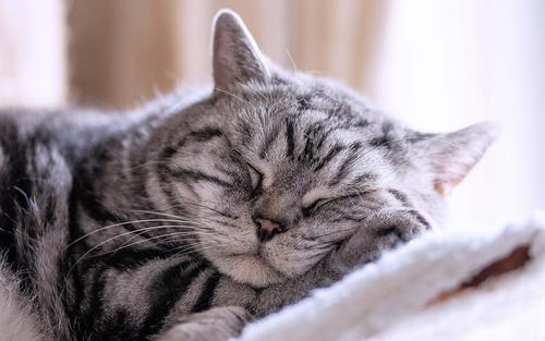喜欢睡觉的猫怎么起名