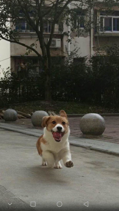 柯基怎么起名字