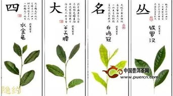 丛怎么起名字