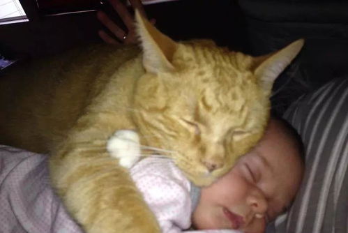 大橘猫怎么起名