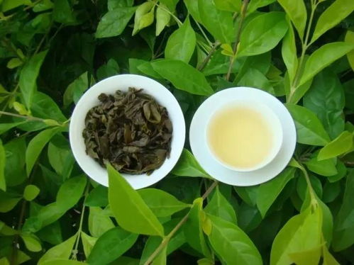 茶怎么起名字