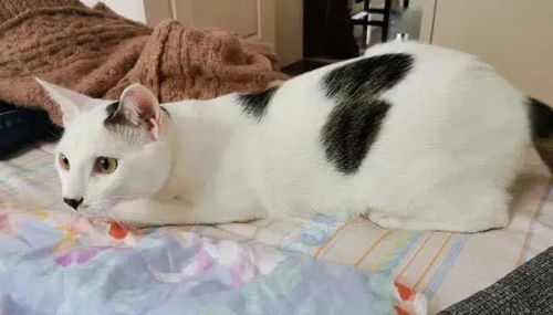 给猫怎么起名