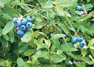 莓怎么起名