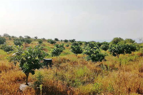 家庭农场名称怎么起名