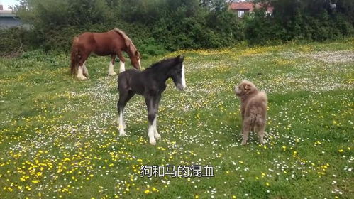 怎么给马起名