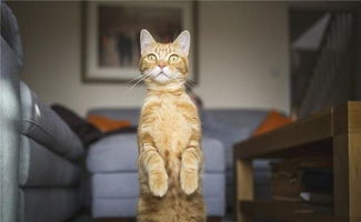 怎么给小猫起名字