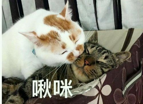 怎么给猫起名