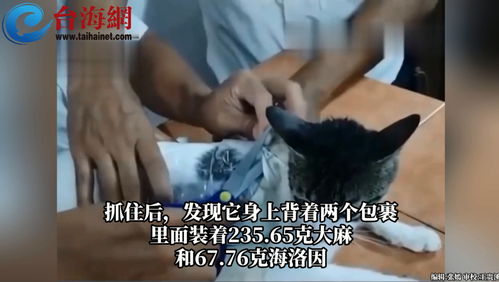 入境体内藏毒1387克