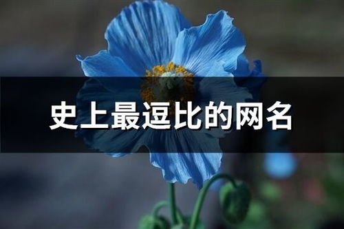 最火的霸气网名(最霸气的网名字大全)