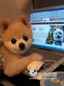 给狗狗起名字什么名字好听(给狗狗起什么名字好听?搜狗问问)