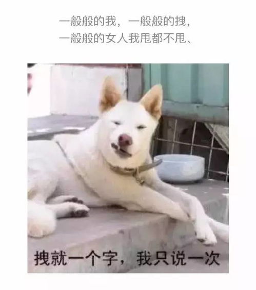 有趣又沙雕的id名字(有什么沙雕的id名)