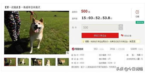 因主人欠款狸花猫遭法拍 拍卖被撤销(狸花猫卖多少钱)